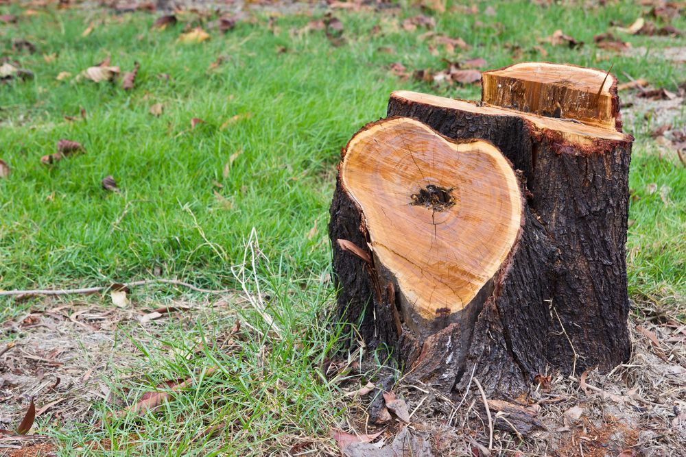 Tree Stump With a Heart-shaped Center, on Grass — Ace Clearing & Mulching In Forster, NSW