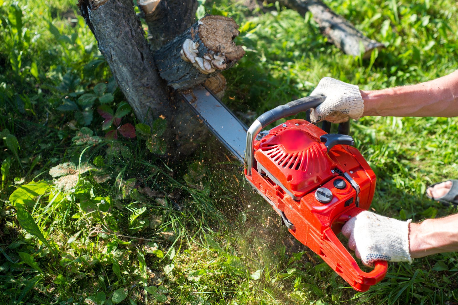 Person Using a Red Chainsaw to Cut a Tree — Ace Clearing & Mulching In Forster, NSW
