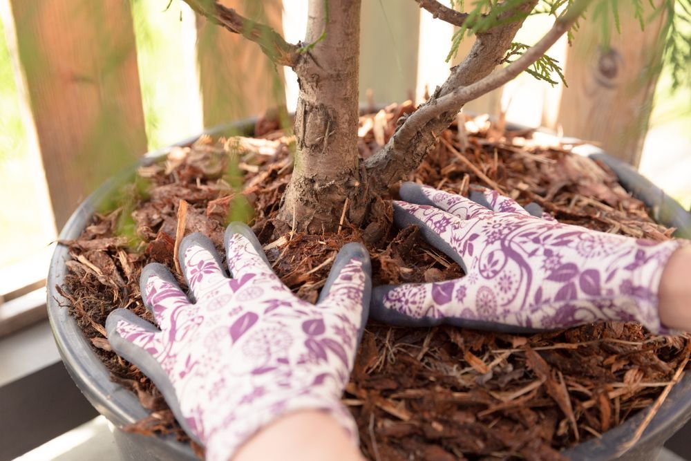 Hands in Floral Gloves Pat Mulch Around a Small Tree in a Pot — Ace Clearing & Mulching In Old Bar, NSW