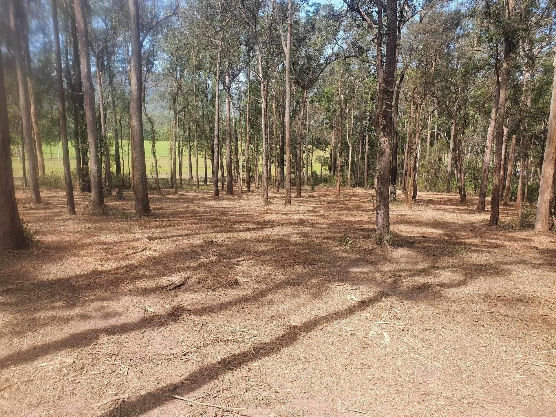 Trees in a Forest With Brown Ground and Leaf Litter; Shadows Cast by Sunlight — Ace Clearing & Mulching In Old Bar, NSW