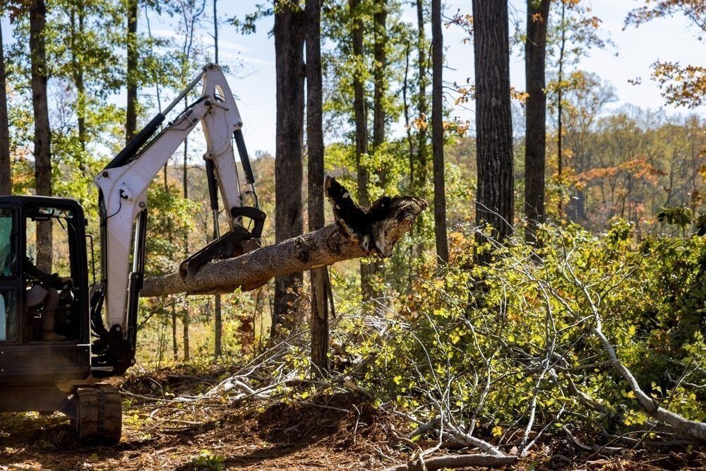 Mini Excavator Lifting a Fallen Tree in a Forest — Ace Clearing & Mulching In Old Bar, NSW