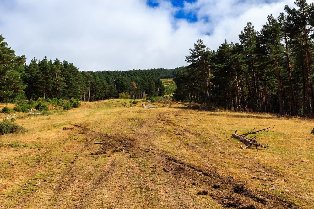Muddy Path Through a Field of Brown Grass — Ace Clearing & Mulching In Old Bar, NSW