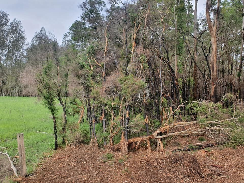 Forest Edge With Green Field, Brown Soil and Fallen Branches — Ace Clearing & Mulching In Old Bar, NSW