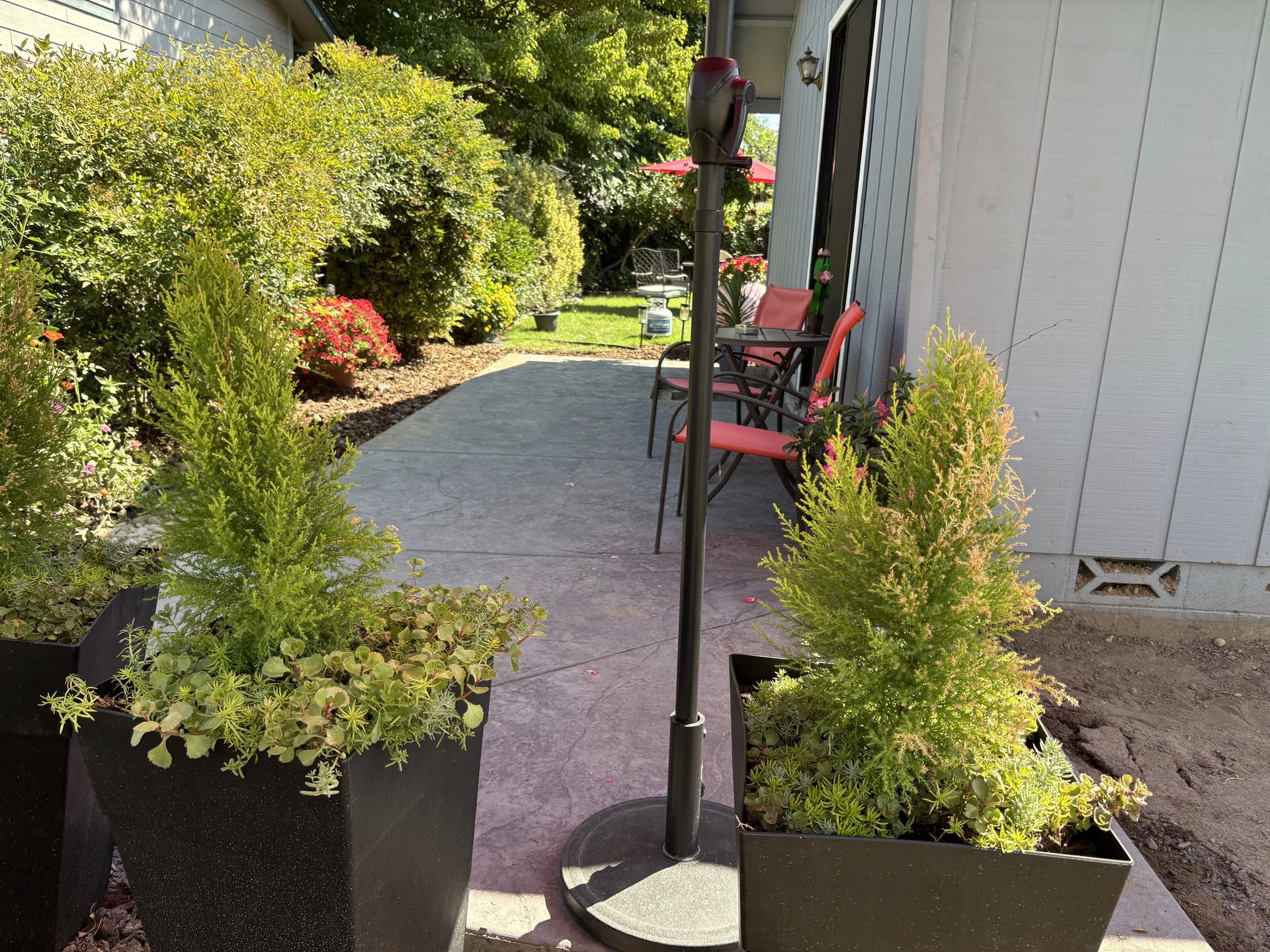 Two potted conical trees on a patio next to a building. Red chairs and an umbrella are visible in the background.