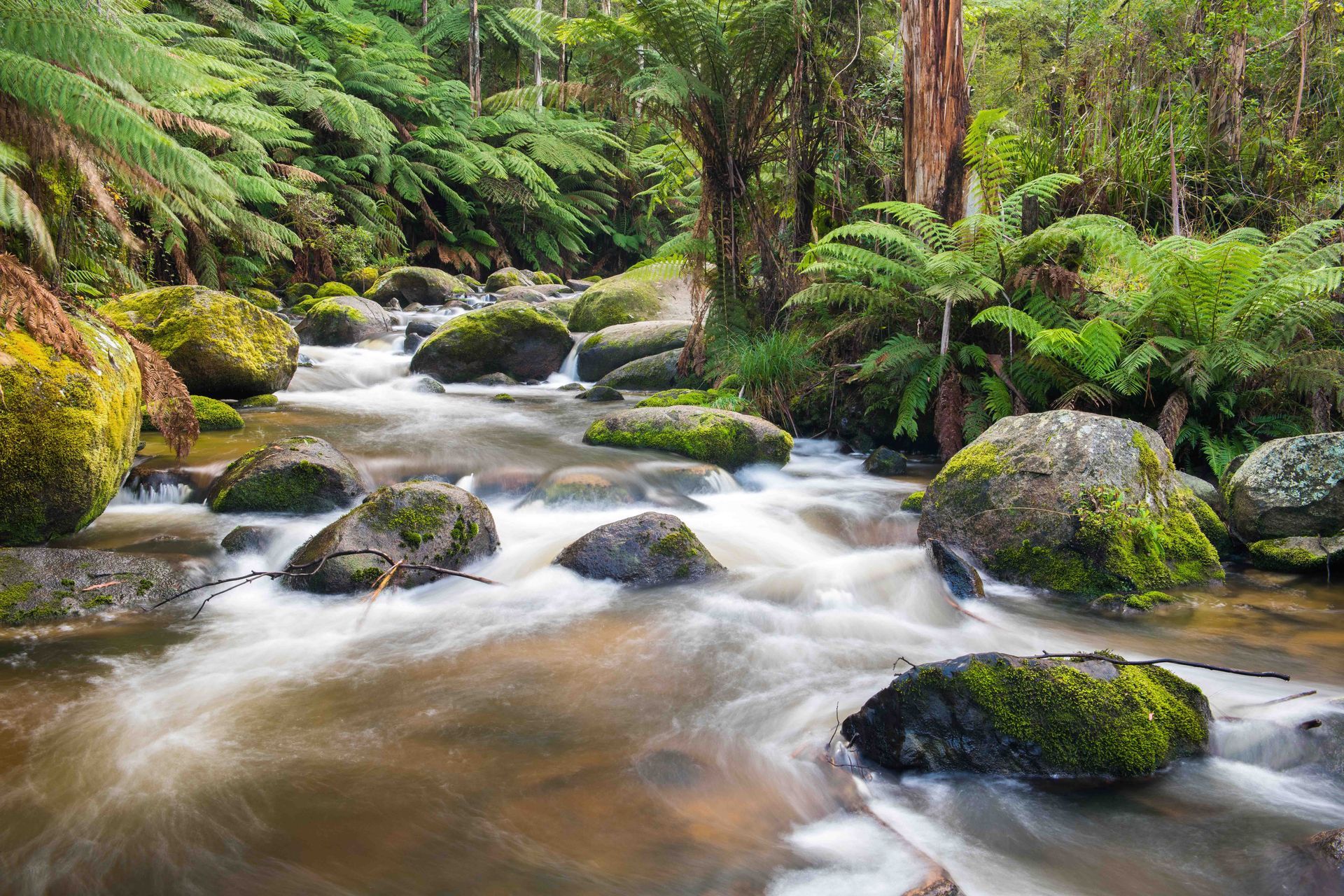 Tooronga River - Noojee
