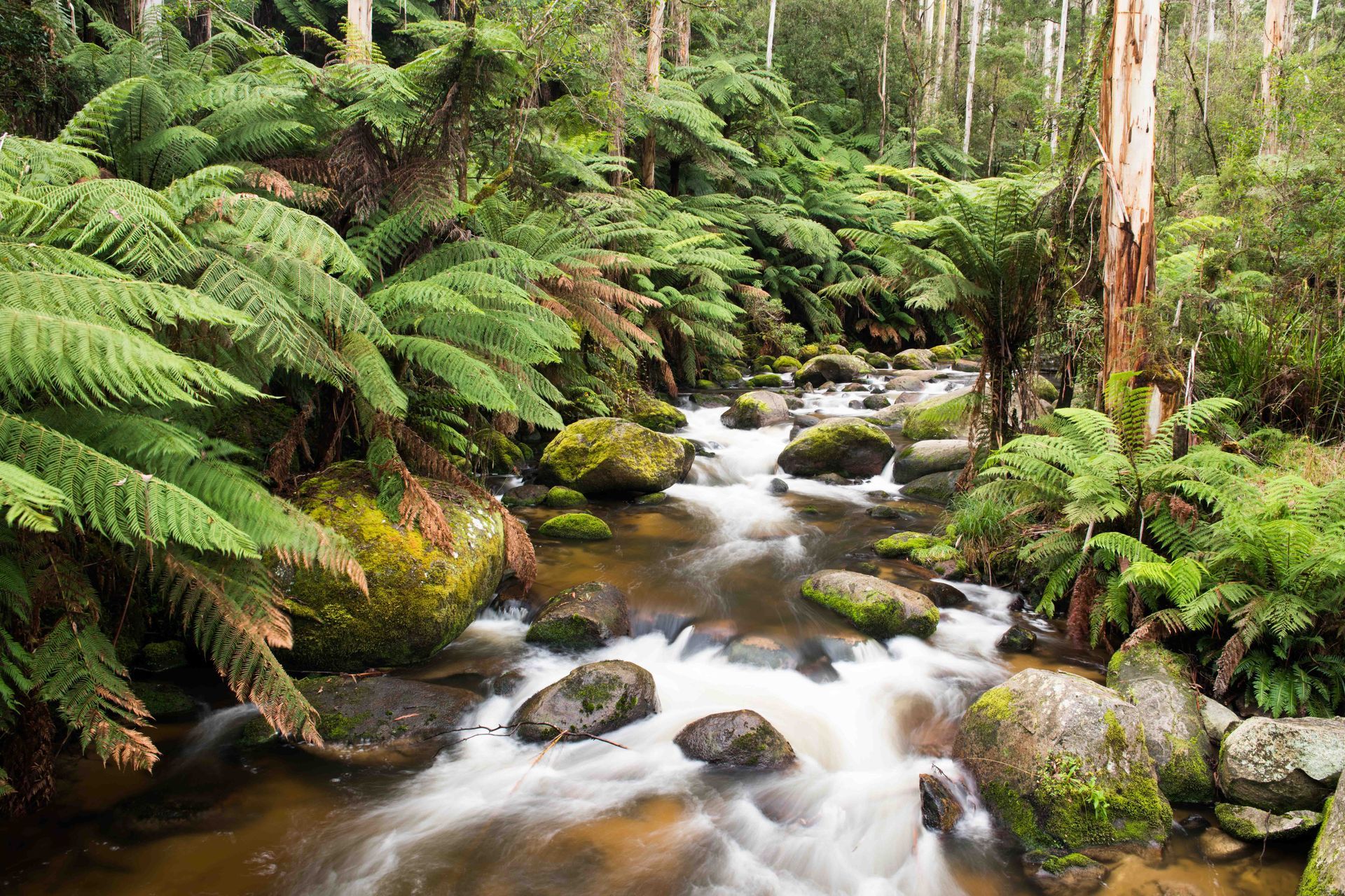 Tooronga River - Noojee
