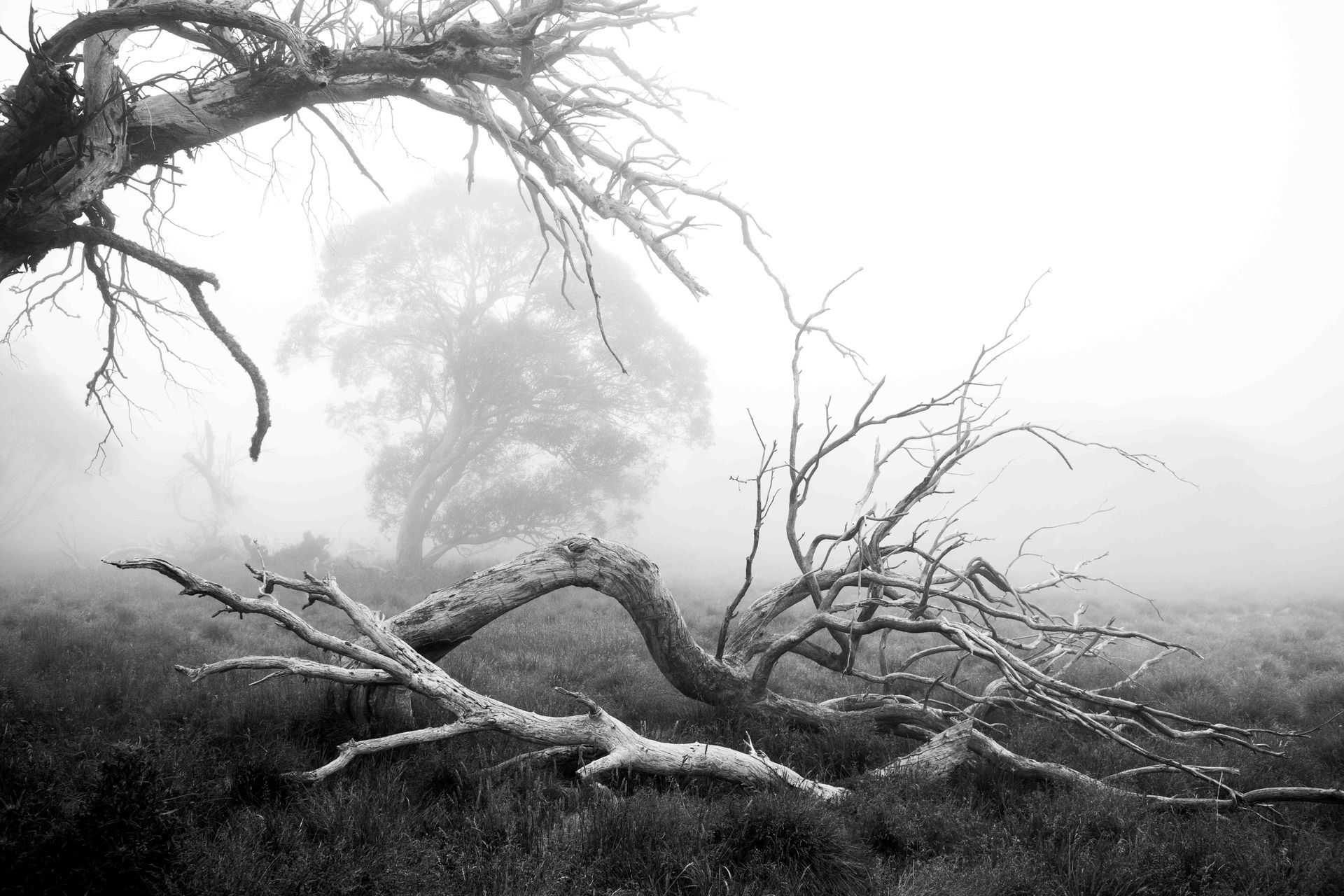 Tooronga River - Noojee