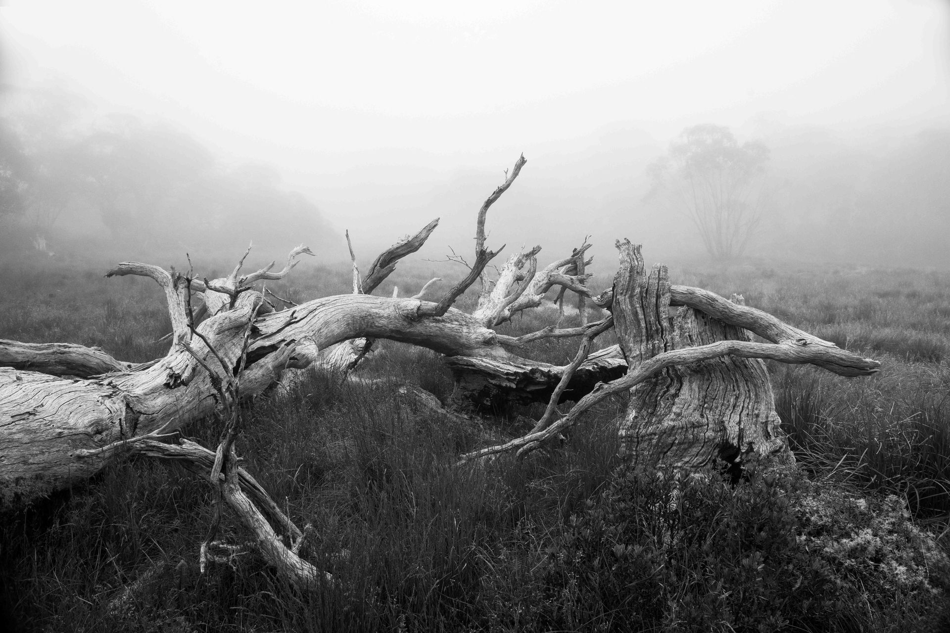 Tooronga River - Noojee
