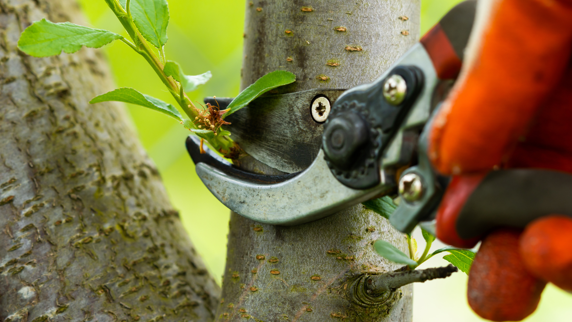 a person is cutting a tree branch with a pair of scissors .