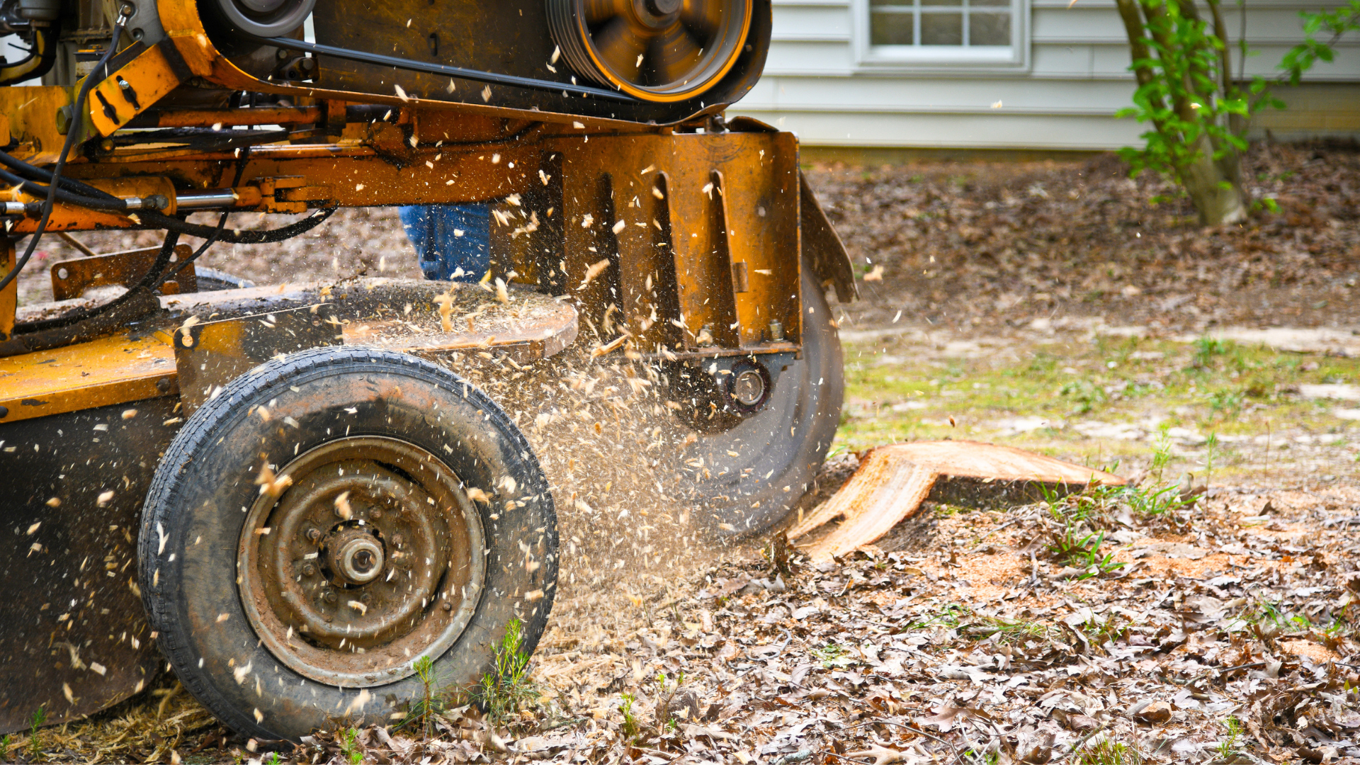 a tree stump grinder is cutting a tree stump in a yard .