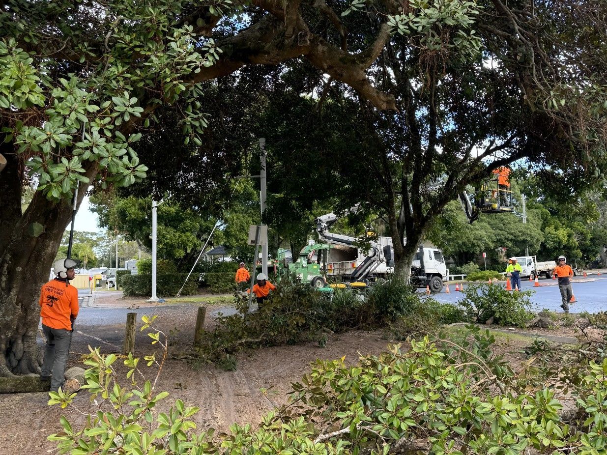 Arborists are cutting trees in a park — Lennox Head Tree Care In Lennox Head, NSW