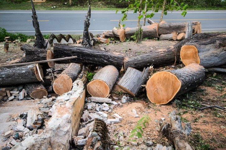 A Pile Of Logs Laying On The Ground Next To A Road — Lennox Head Tree Care In Lennox Head, NSW