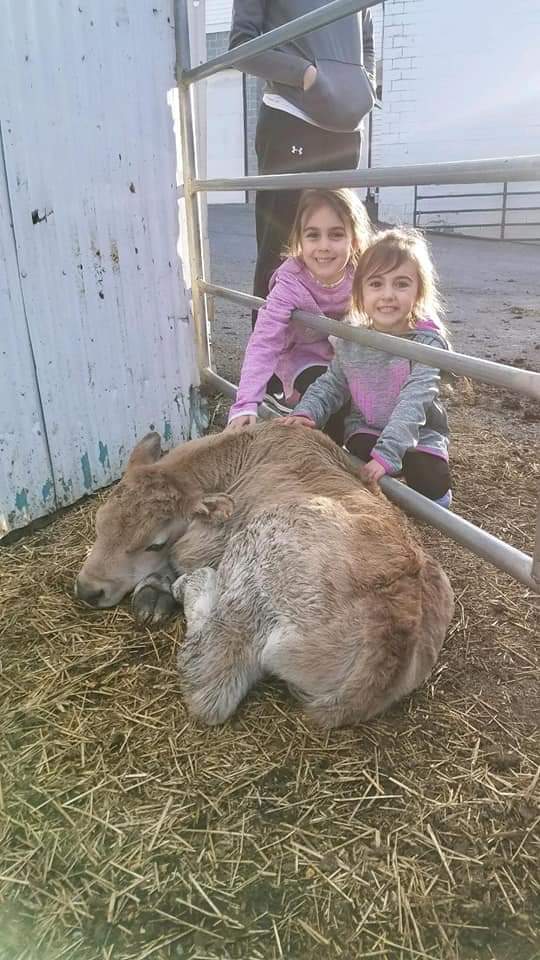 Two Kids Touching the Cattle — York, PA — Twin Pine Farm
