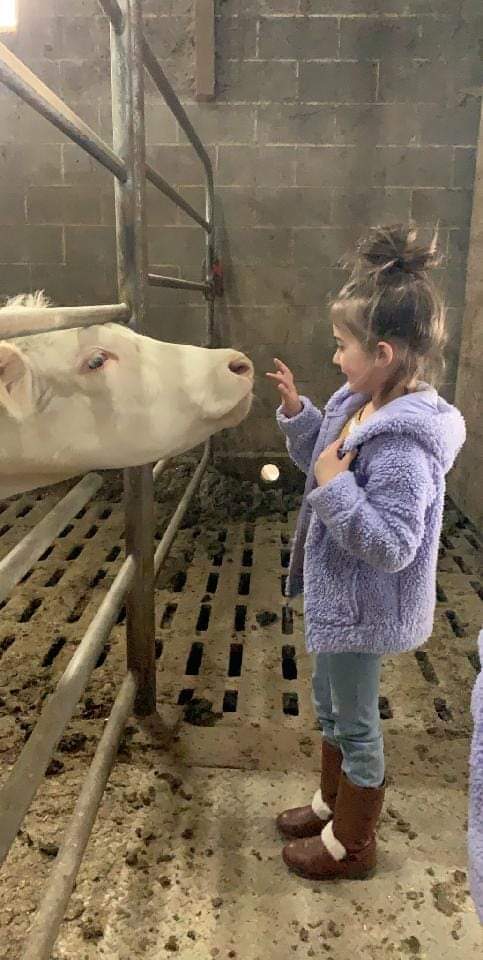 Girl Touching the Cattle — York, PA — Twin Pine Farm