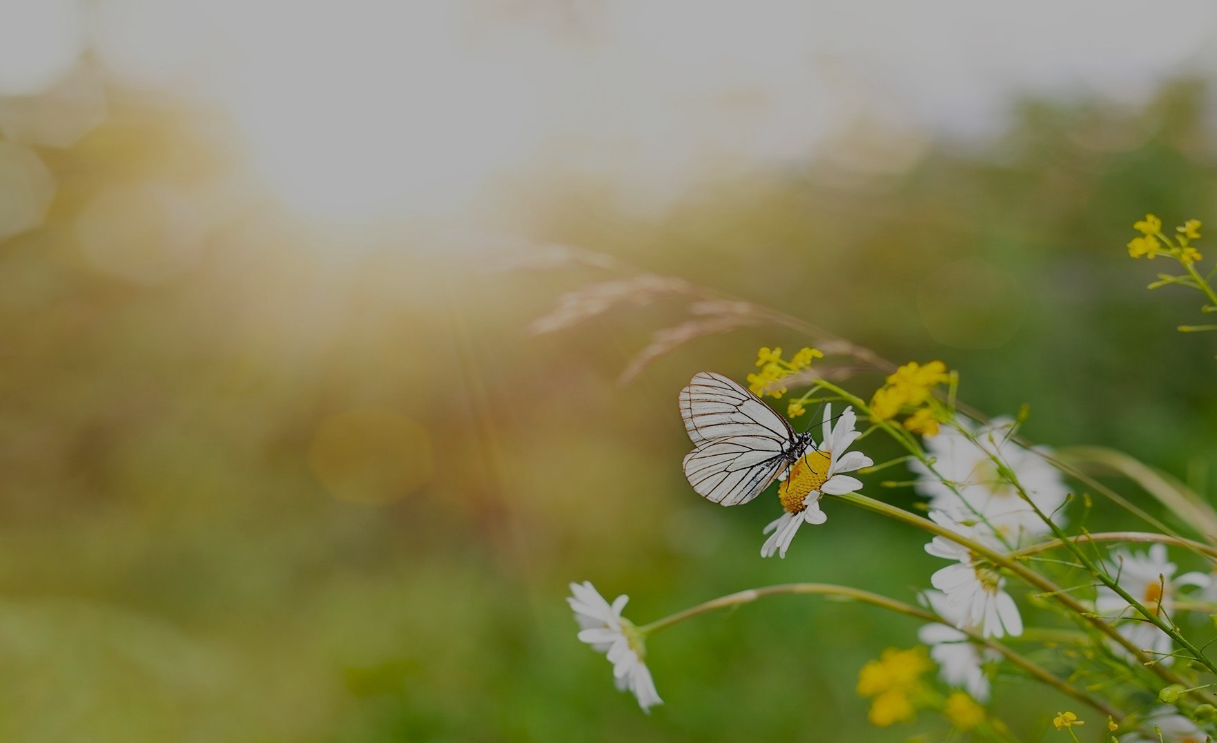 The sun is setting over a field of flowers and trees.