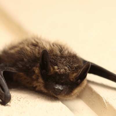a close up of a bat laying on a white surface .