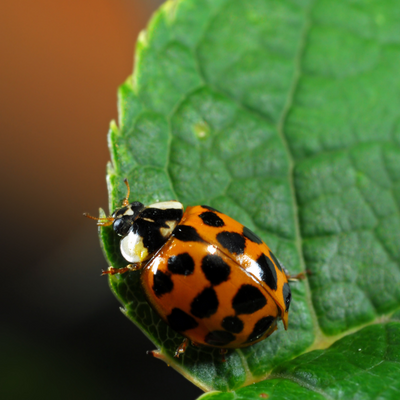 a ladybug is sitting on a green leaf .