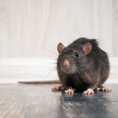 a rat is sitting on a wooden floor and looking at the camera .