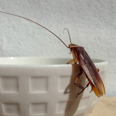 a cockroach is sitting on the edge of a white bowl