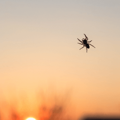 a spider is flying through the air at sunset