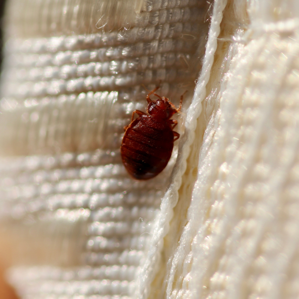 a bed bug is crawling on a white blanket .