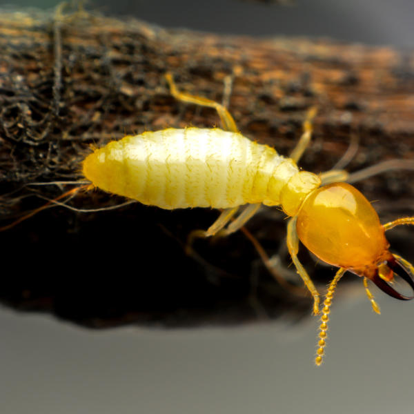 a termite is crawling on a piece of wood .