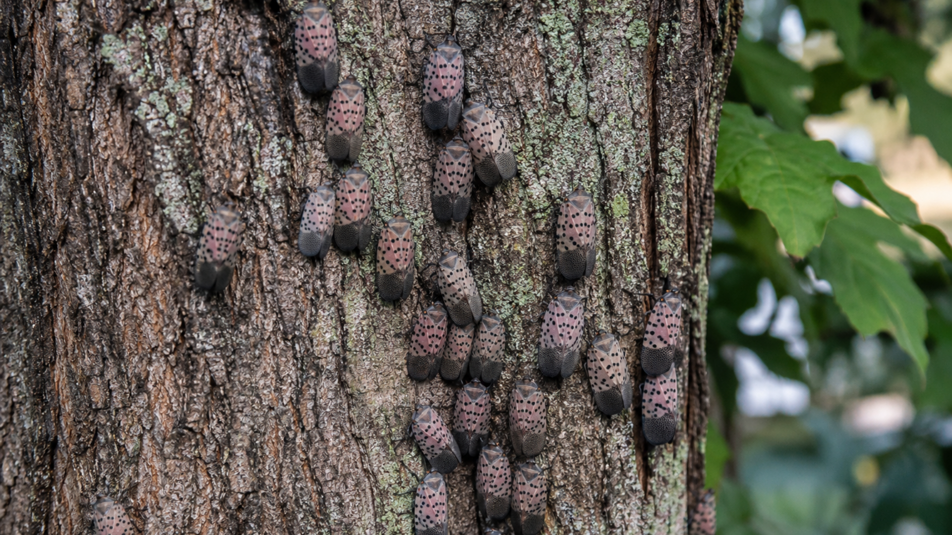 Tree Insects Damage Tree-Damaging Insects That Often Go Unnoticed Until The Damage Is Done