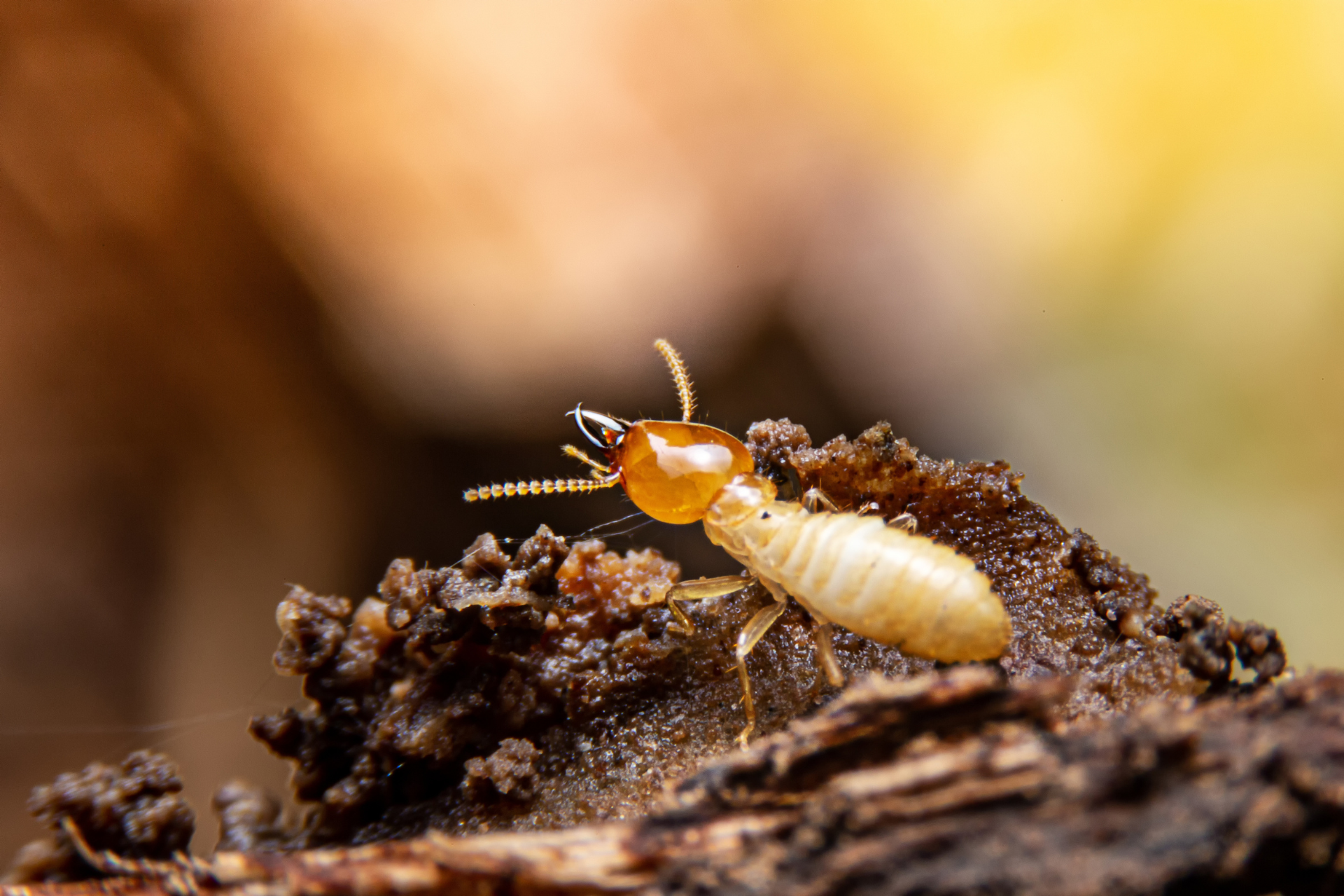 A termite is crawling on a piece of wood.