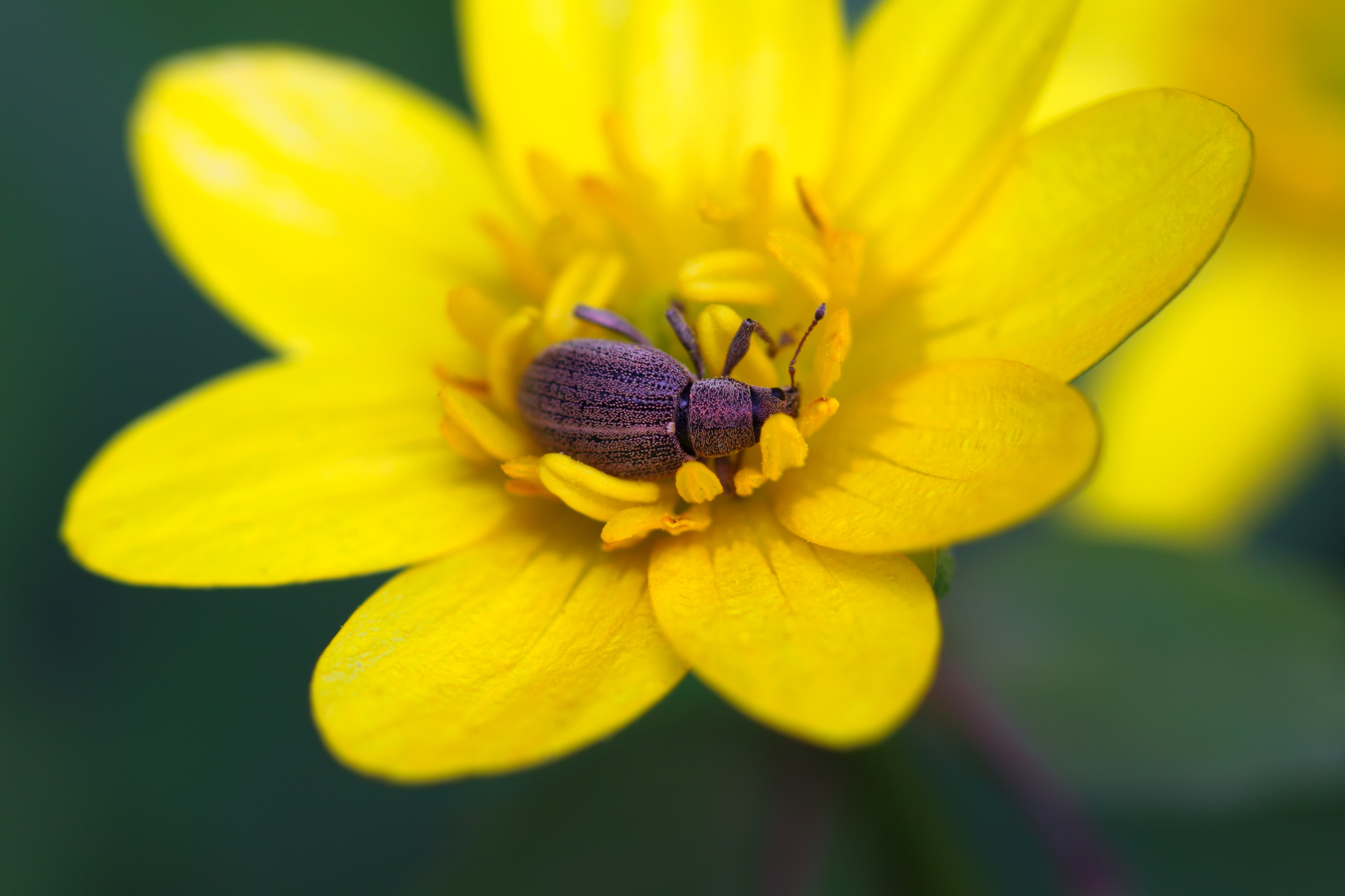 bug-sleeping-flower