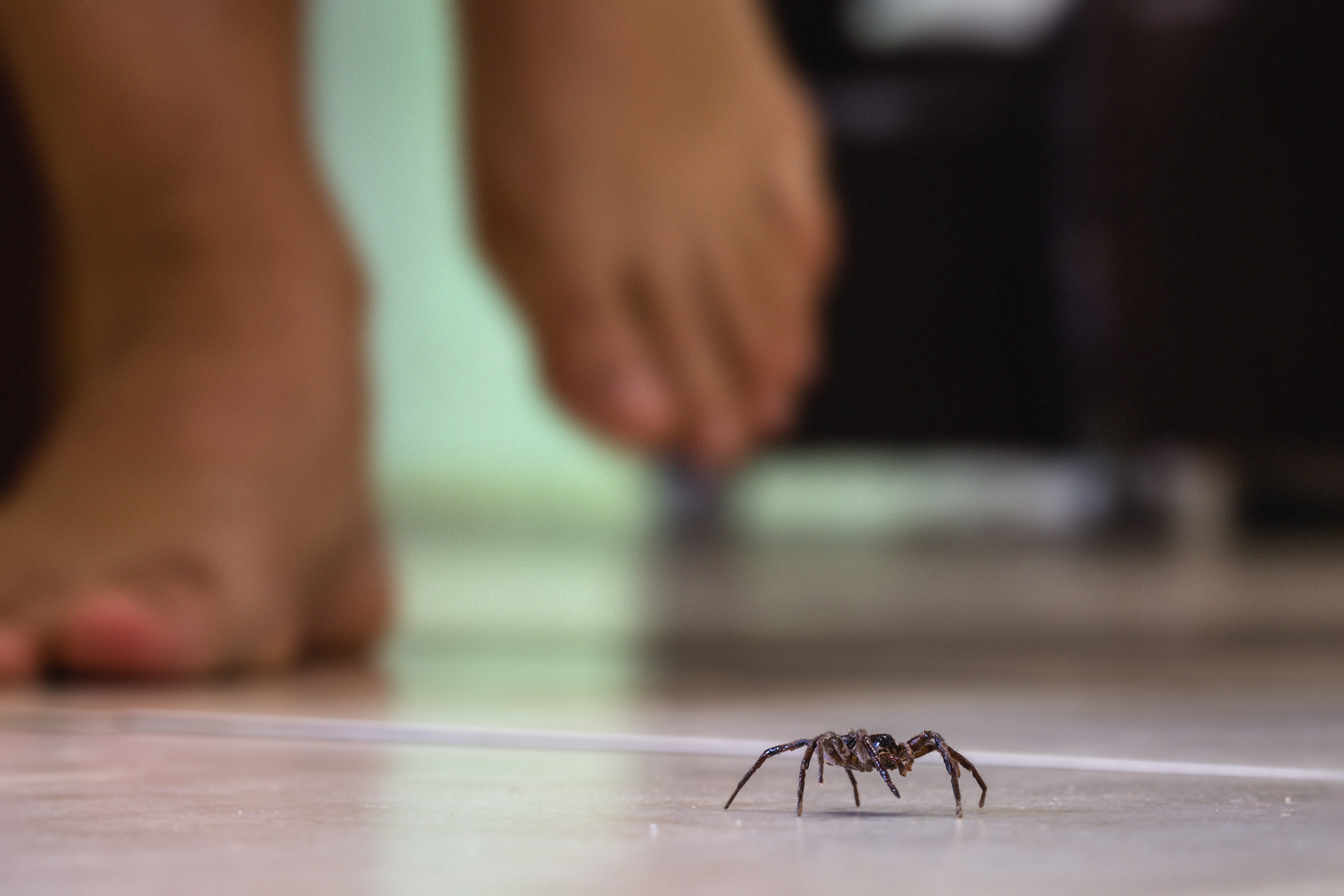 spider-on-floor