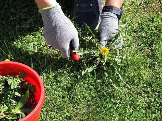 A Person Wearing Gloves is Removing Weeds From the Grass — FarmCare in Mullumbimby, NSW