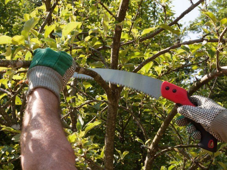 A Person is Cutting a Tree Branch With a Saw — FarmCare in Mullumbimby, NSW
