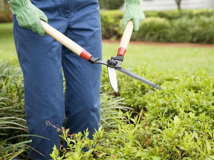 A Person is Cutting a Bush With a Pair of Scissors — FarmCare in Mullumbimby, NSW