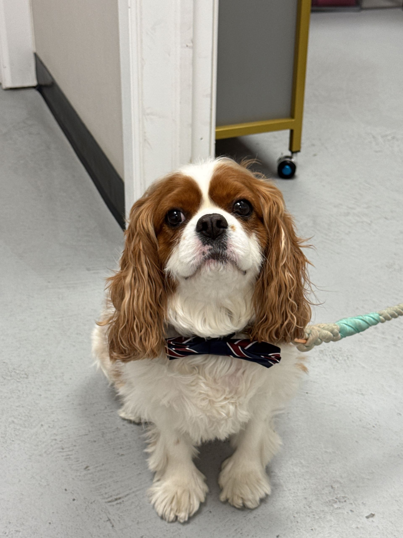 Winter - Office Comfort Ambassador