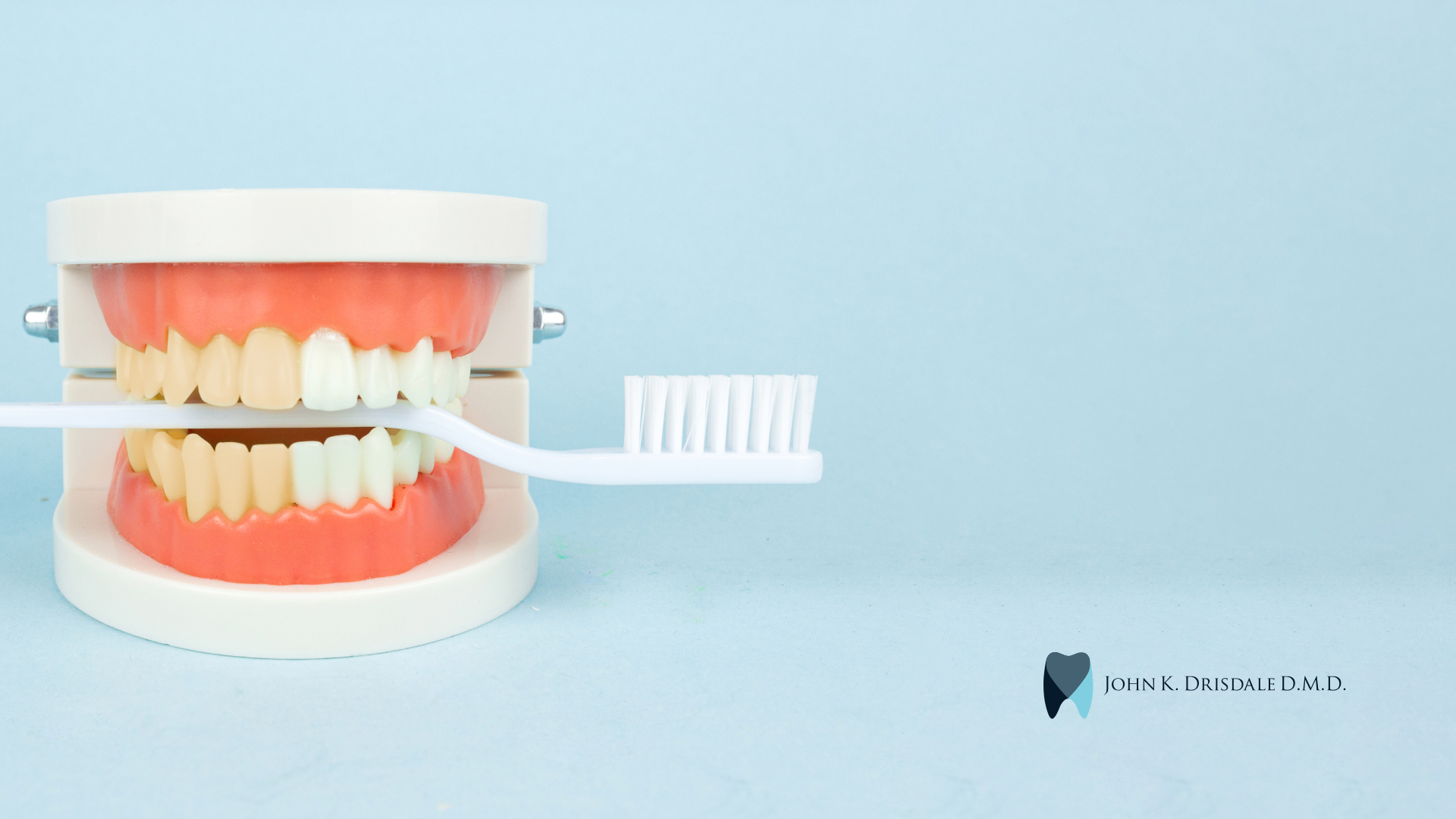 A model of teeth is being cleaned with a toothbrush.