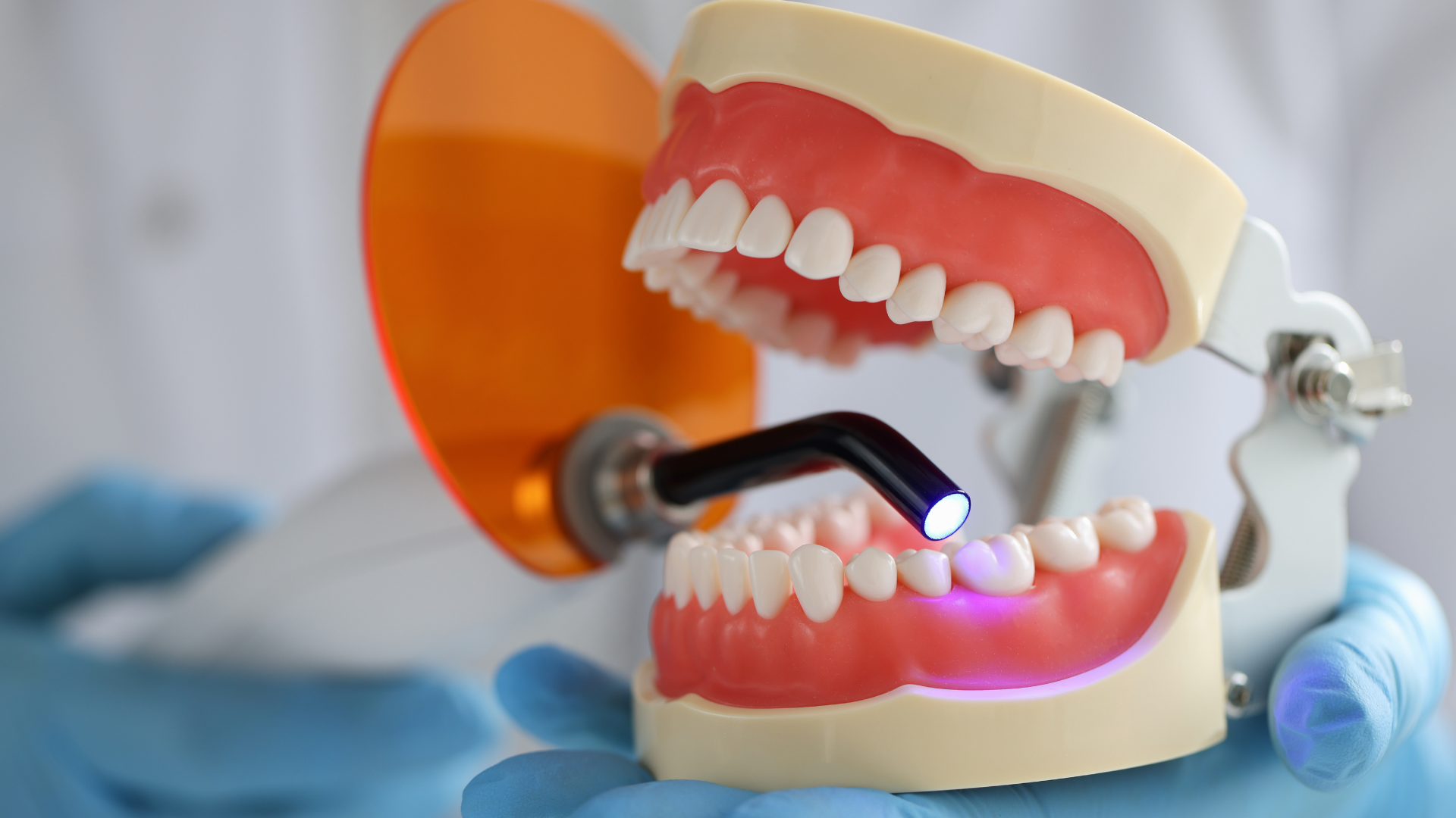 a dentist is using a light on a model of teeth .