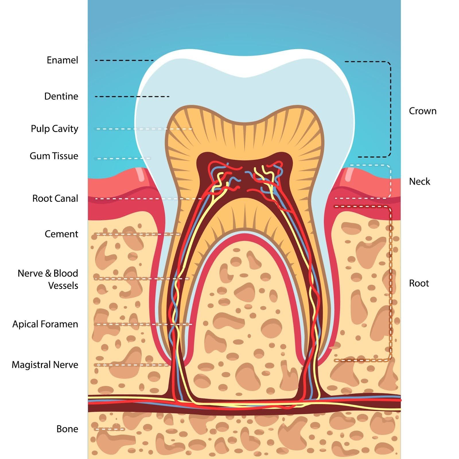 Cross-section diagram of a tooth, labeled with parts like enamel, dentine, pulp cavity, and root canal.