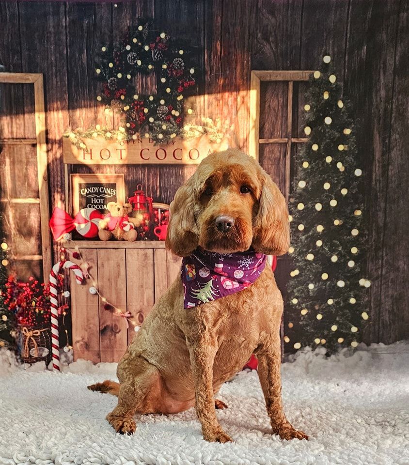 Dog Grooming by Penny Stracey