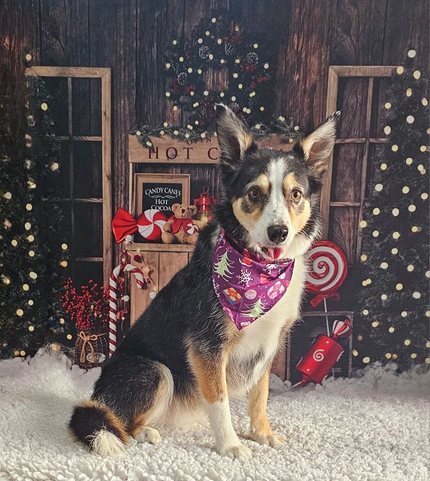 Dog Grooming by Penny Stracey