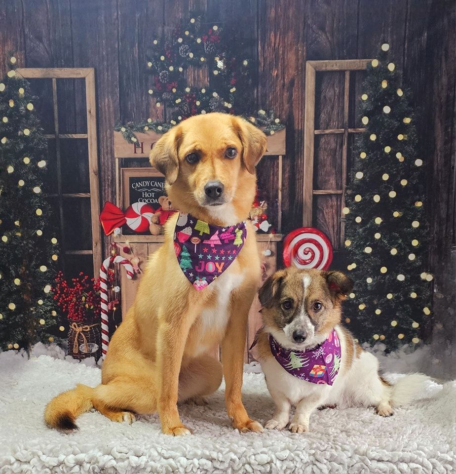 Dog Grooming by Penny Stracey