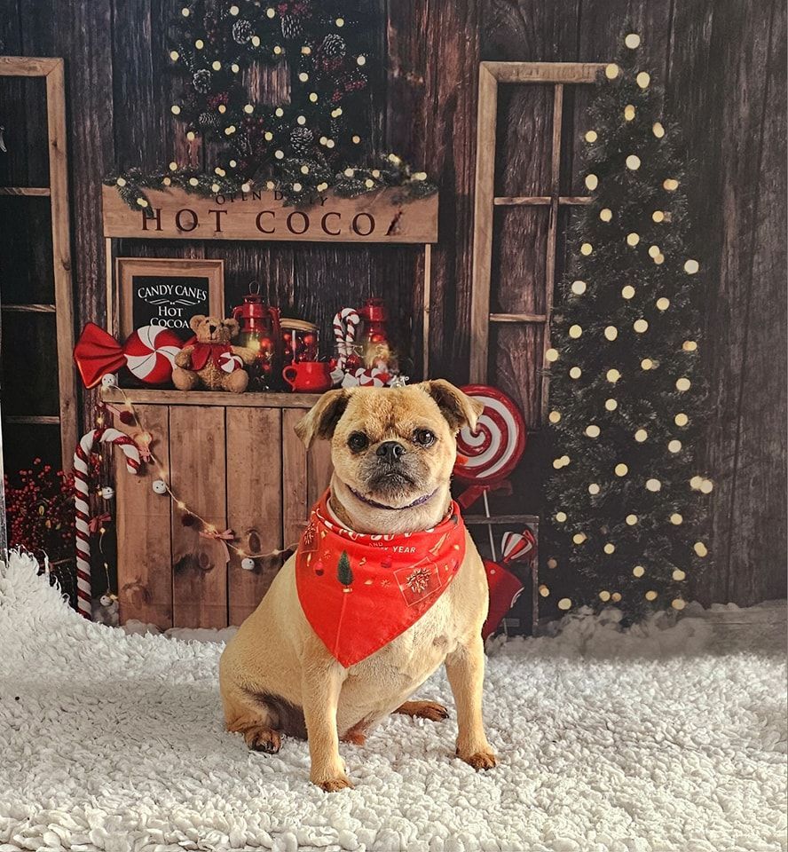 Dog Grooming by Penny Stracey