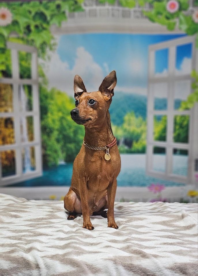 Dog Grooming by Penny Stracey