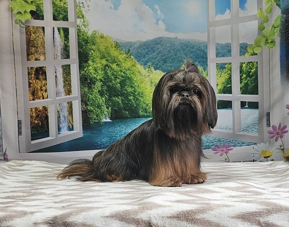 Dog Grooming by Penny Stracey