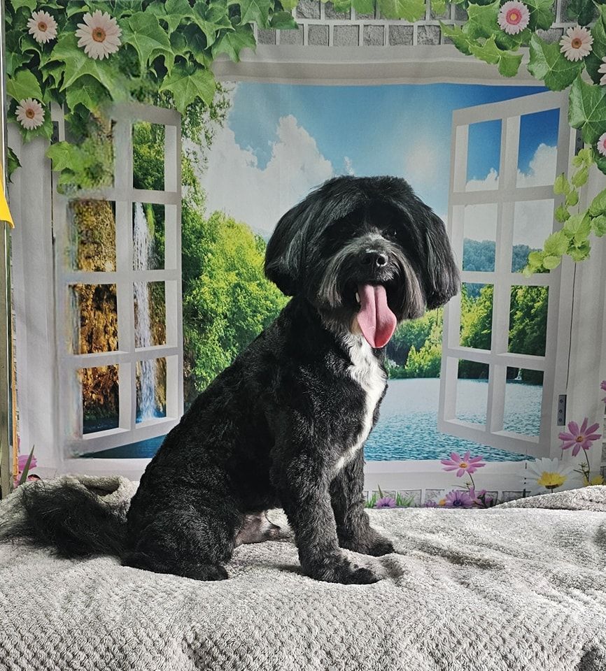 Dog Grooming by Penny Stracey