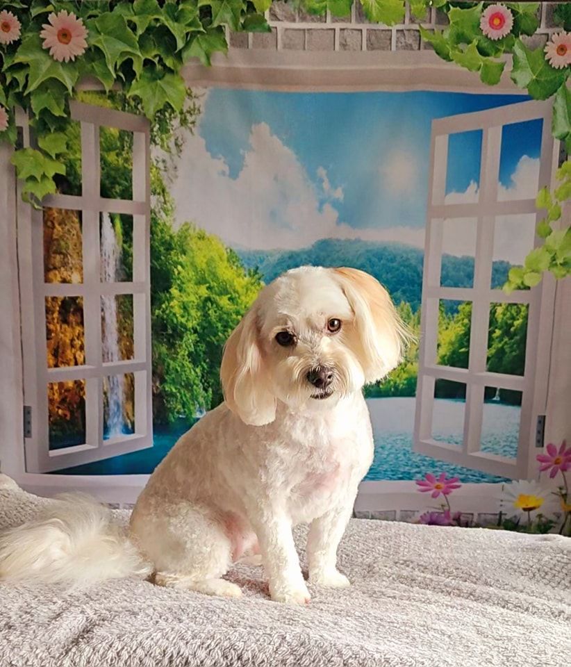 Dog Grooming by Penny Stracey