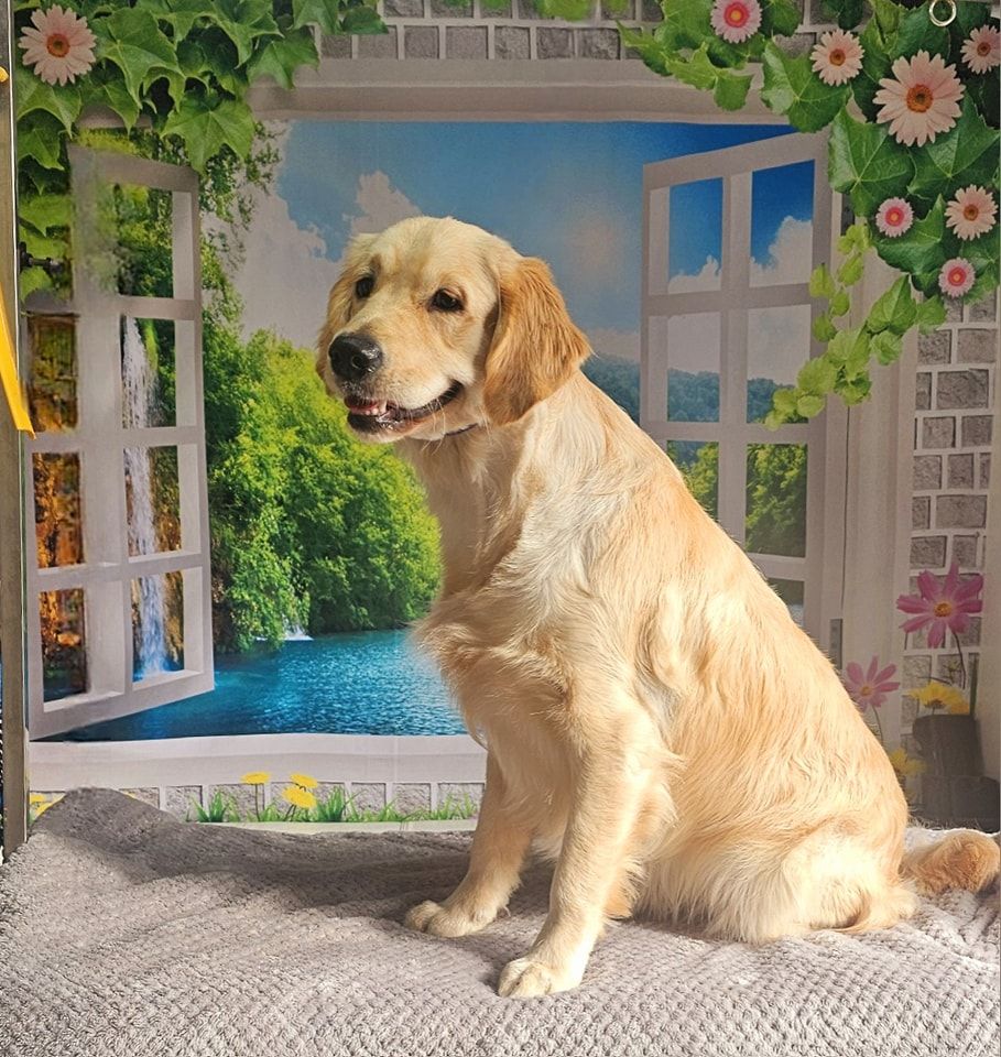 Dog Grooming by Penny Stracey