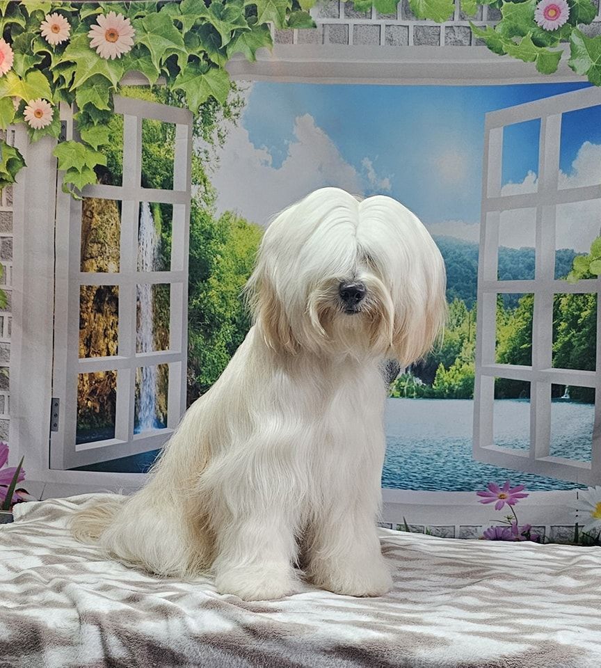 Dog Grooming by Penny Stracey