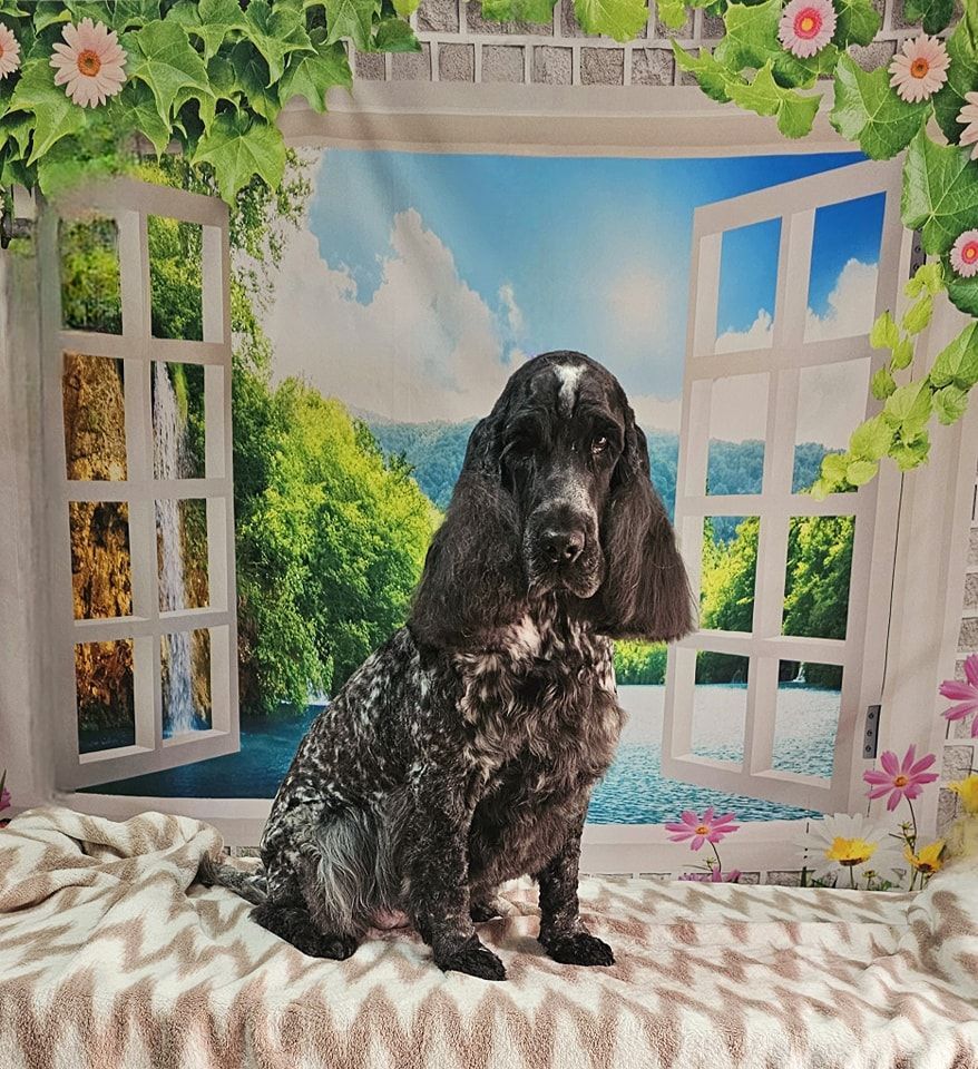 Dog Grooming by Penny Stracey