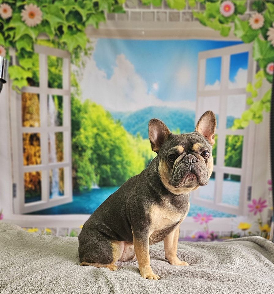 Dog Grooming by Penny Stracey