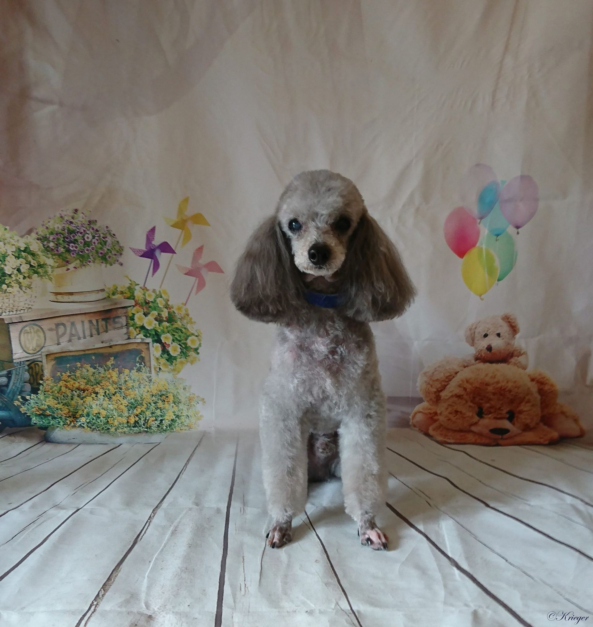 Dog Grooming by Penny Stracey